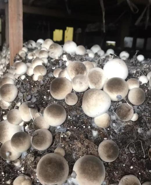 周一取货：【新鲜草菇】一盒约250克左右，味鲜口感好。 商品图3