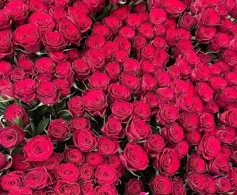 AA出口级高原红单头玫瑰20枝