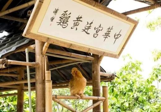 现抓活鲜300年御膳传承宫庭鸡（预定中秋上市） 商品图1