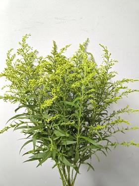 黄莺1扎