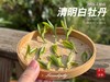 【2026春茶预订】2026清明白牡丹，汤水柔润、花香清丽，犹如在喉间，开出了一朵朵炫烂的春日之花（4斤收藏装） 商品缩略图6