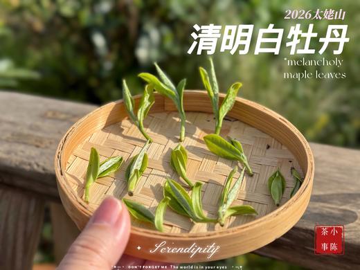 【2026春茶预订】2026清明白牡丹，汤水柔润、花香清丽，犹如在喉间，开出了一朵朵炫烂的春日之花（4斤收藏装） 商品图6