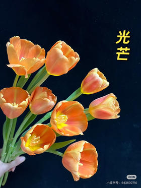 【方德郁金香】光芒 浅橙色 约 10 枝/扎