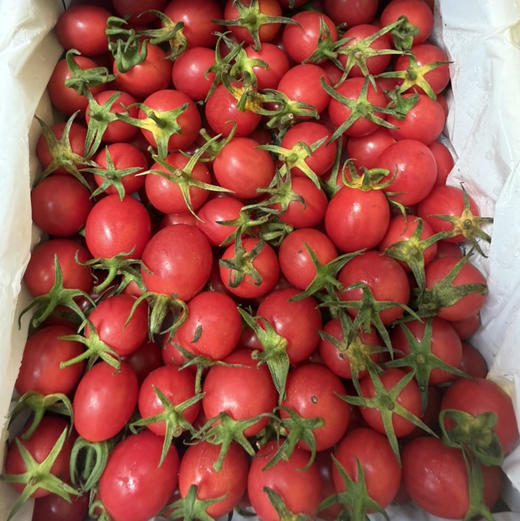 蛙语小番茄 2号果 甜度高 28/件（2斤净果）推荐 商品图2
