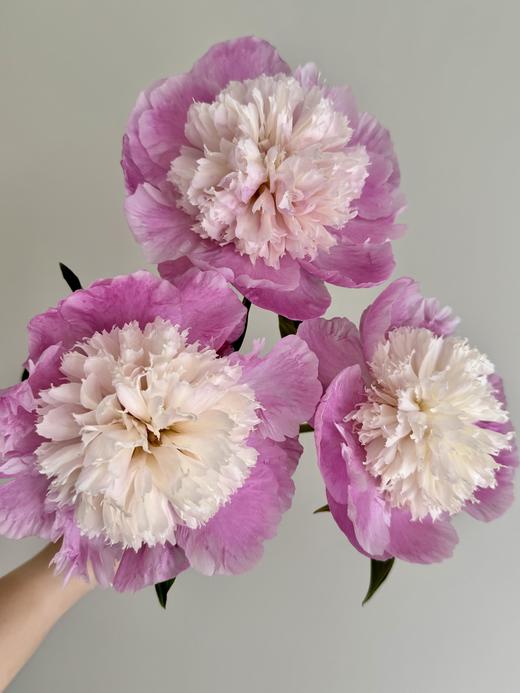 【预售！4.20起陆续发出】我的星【人间四月天，芍药铺庭前】简小姐精选新品芍药 我的星 5枝 2件顺丰包邮 商品图1