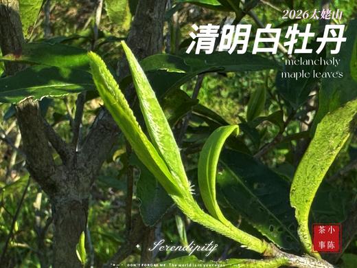 【2026春茶预订】2026清明白牡丹，汤水柔润、花香清丽，犹如在喉间，开出了一朵朵炫烂的春日之花（4斤收藏装） 商品图1