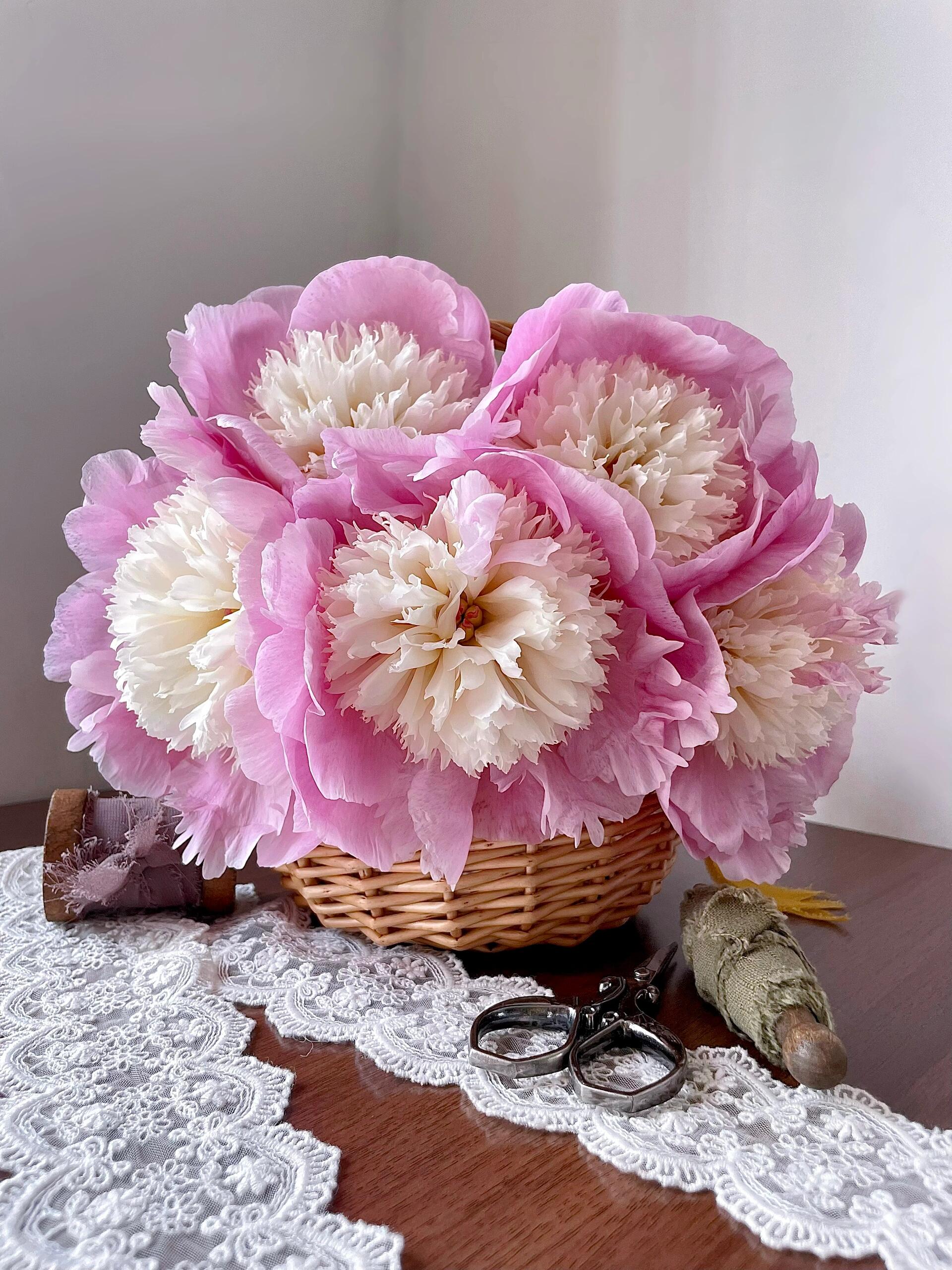 【预售！4.20起陆续发出】我的星【人间四月天，芍药铺庭前】简小姐精选新品芍药 我的星 5枝 2件顺丰包邮