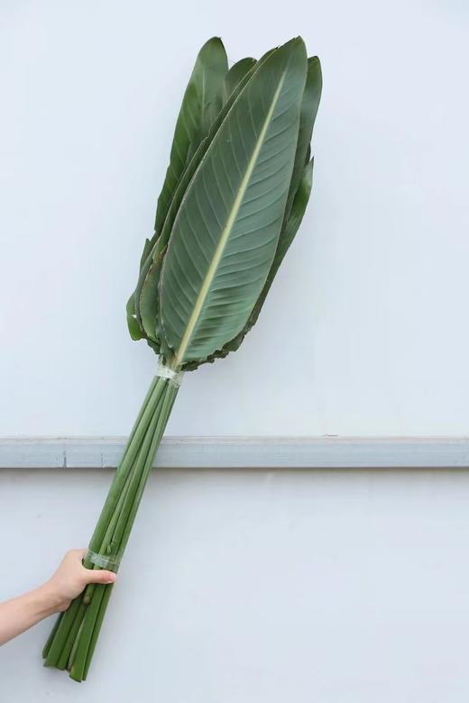 天堂鸟叶1扎 商品图0