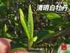 【2026春茶预订】2026清明白牡丹，汤水柔润、花香清丽，犹如在喉间，开出了一朵朵炫烂的春日之花（4斤收藏装） 商品缩略图0
