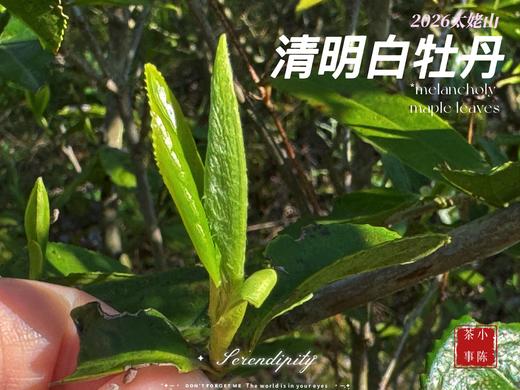 【2026春茶预订】2026清明白牡丹，汤水柔润、花香清丽，犹如在喉间，开出了一朵朵炫烂的春日之花（4斤收藏装） 商品图0