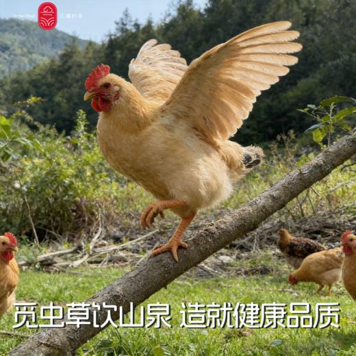 云巅村落散养竹香老母鸡（鲜香） 商品图1