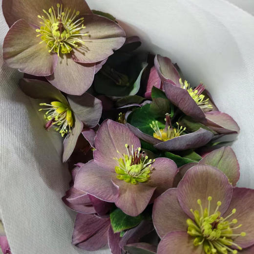 菟葵.复古色 商品图0