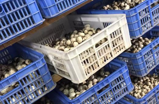 周一取货：【新鲜草菇】一盒约250克左右，味鲜口感好。 商品图4