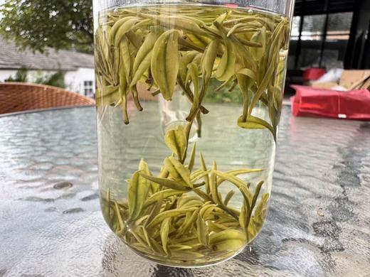 2026春  一级  鸡汤鲜 安吉白（里黄杜） 125克起 商品图4