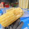 沙漠玉米:(一箱4包，一包2根，净重5斤） 商品缩略图2