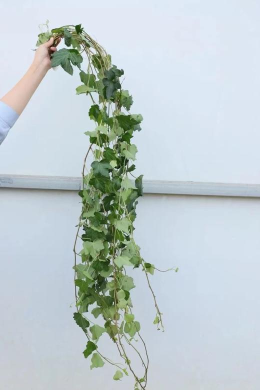 常春藤1把 商品图0