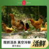 云巅村落散养竹香老母鸡（鲜香） 商品缩略图2