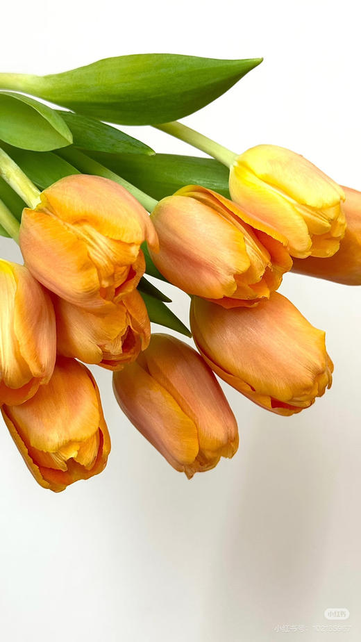 【方德郁金香】光芒 浅橙色 约 10 枝/扎 商品图3