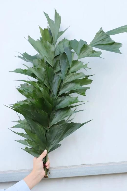 鱼尾叶1扎 商品图0