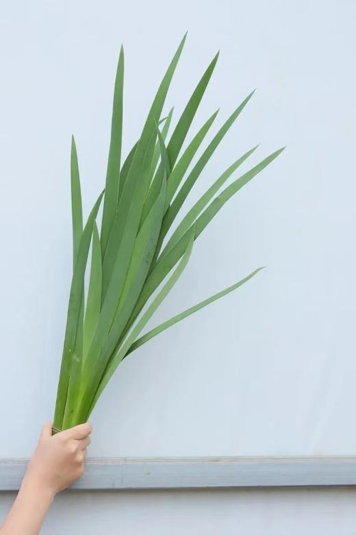 鸢尾叶1扎 商品图0