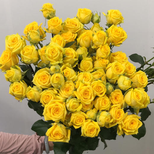 多头玫瑰.婚约 商品图0