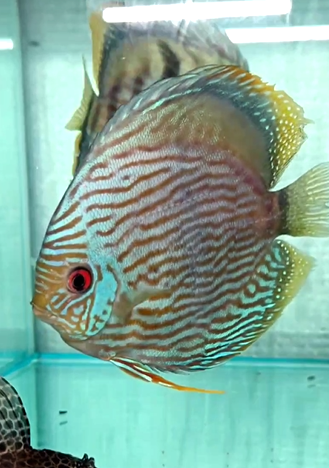 260405-1抽奖鱼：蓝面黑格尔，15-16大公雏，缸霸，体型好，蓝膜扎实，奶圈规整。尾鳍略有破损，能自行长好。