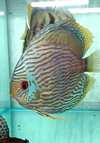 260405-1抽奖鱼：蓝面黑格尔，15-16大公雏，缸霸，体型好，蓝膜扎实，奶圈规整。尾鳍略有破损，能自行长好。 商品图0