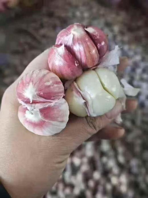 周一取货：【云南紫皮元宝蒜】一份500克，皮薄易剥，脆嫩多汁，蒜香浓郁。 商品图1