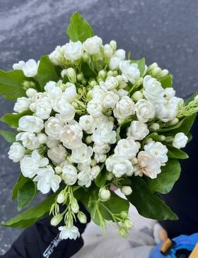 茉莉花1扎