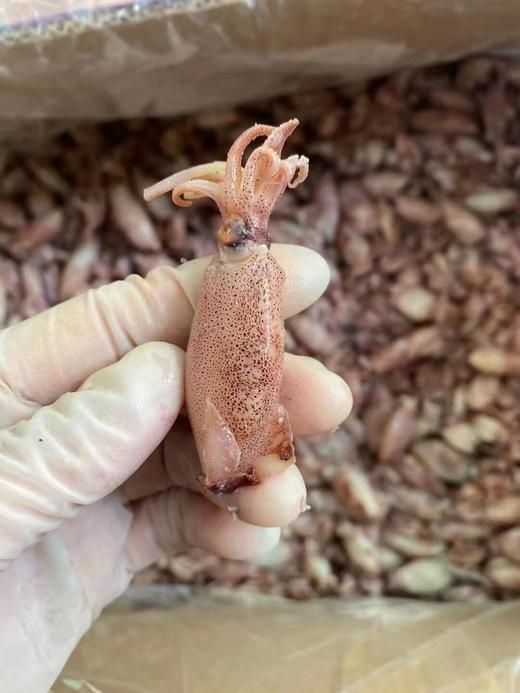 xm{断货半年！！！无添加，淡口不齁咸} 自己家晾晒的一口管干，终于有货了，饱满Q弹，无沙无泥，高蛋白解馋无负担，下酒追剧、家常加餐都适配，大海的鲜味儿一口锁鲜🌊 商品图4