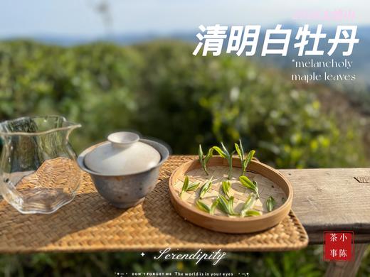 【2026春茶预订】2026清明白牡丹，汤水柔润、花香清丽，犹如在喉间，开出了一朵朵炫烂的春日之花（4斤收藏装） 商品图5