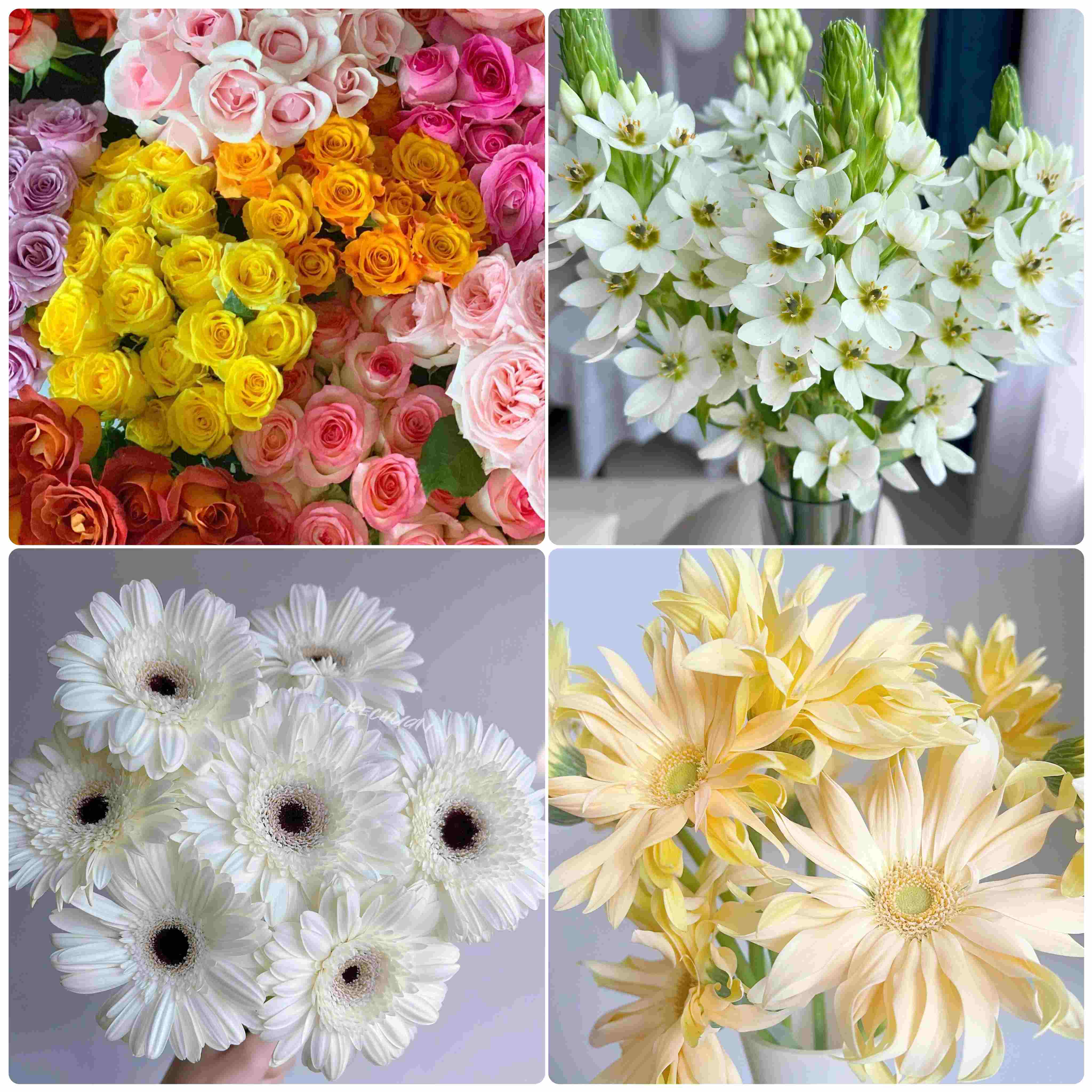 【好运如期而至】方德混色玫瑰10支+圣心百合5支+伊犁非洲菊5支+香格里拉非洲菊5支/份