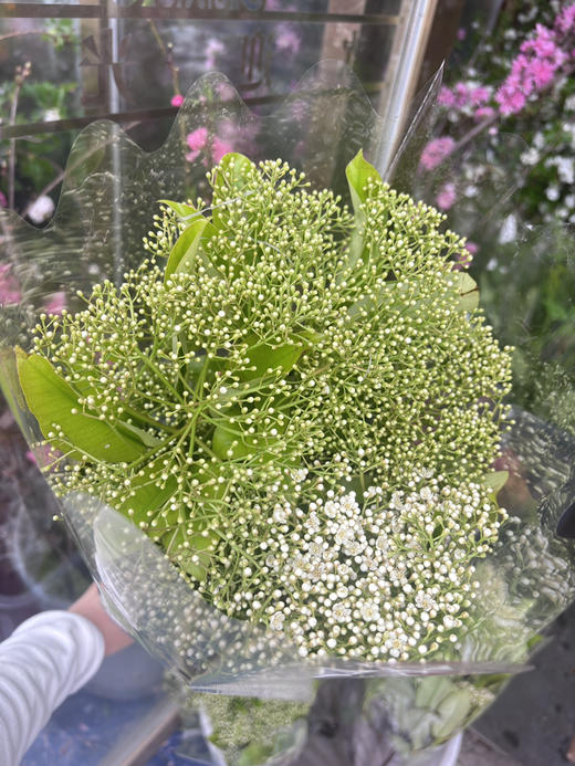 【孤寂 寂寥】石楠花 白色  扎 商品图4