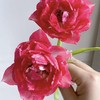 郁金香丨红丝绒泡芙丨10枝 商品缩略图2