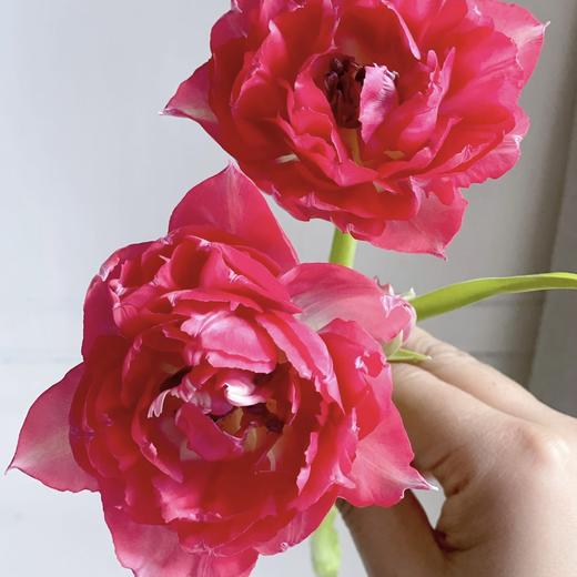 郁金香丨红丝绒泡芙丨10枝 商品图2