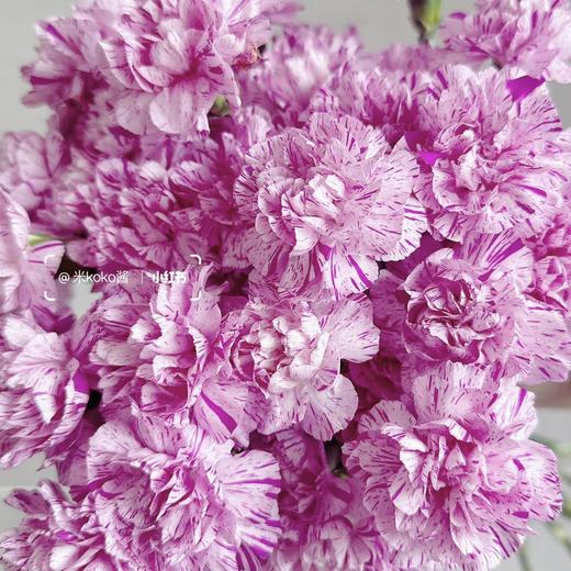 多头康乃馨 | 棒棒糖 商品图0