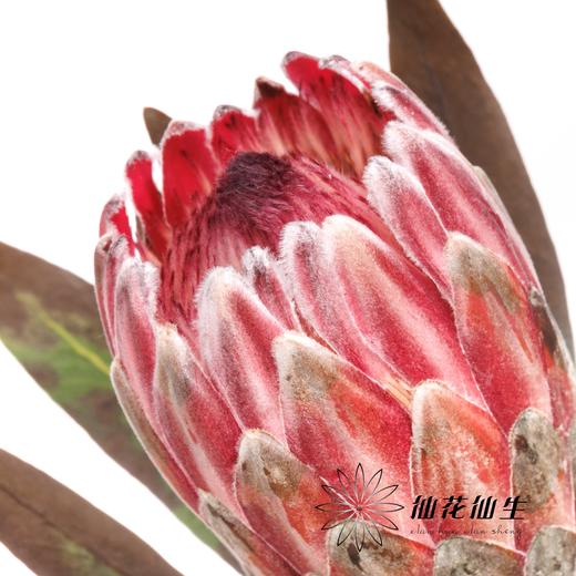 杨月季花材 | 公主粉冰 商品图3