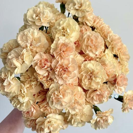 多头康乃馨 | 复古香槟 商品图0