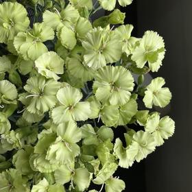 多头康乃馨 | 蝴蝶康布恩