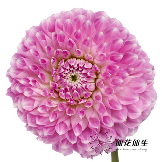 配花 | 大丽花紫色佐伊【颜色有色差，介意慎拍】 商品图4