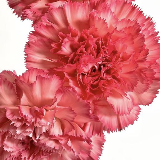 单头康乃馨丨火焰丨20枝/扎 商品图1