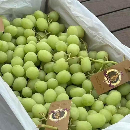 甜地球青提（35元一斤） 商品图0