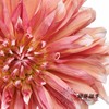 配花 | 大丽花冰霜夹 商品缩略图1
