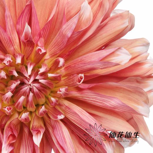 配花 | 大丽花冰霜夹 商品图1