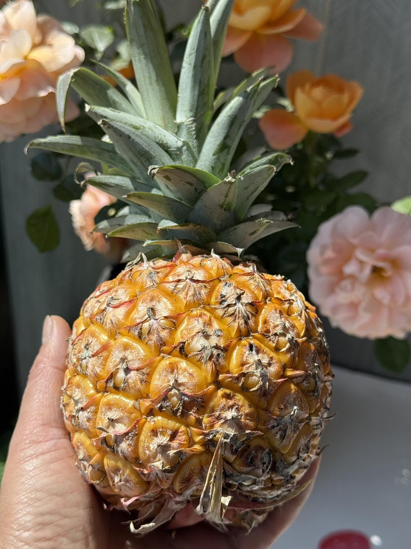 海南树熟芒果凤梨