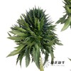 刺芹 | 天蝎座 Eryngium Scorpius 商品缩略图0