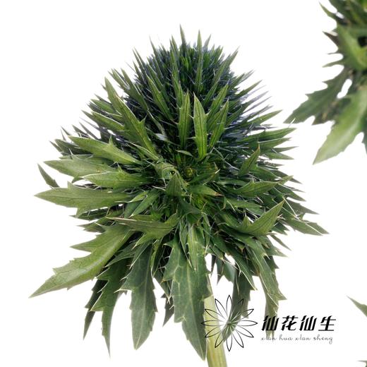 刺芹 | 天蝎座 Eryngium Scorpius 商品图0