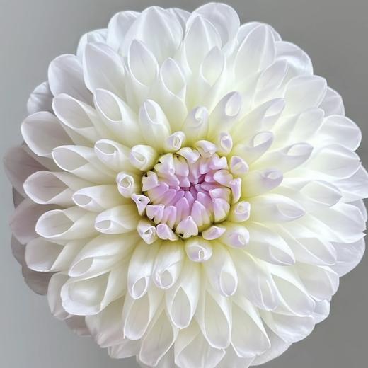 配花 | 大丽花伊芙琳（轻微折痕不售后） 商品图0