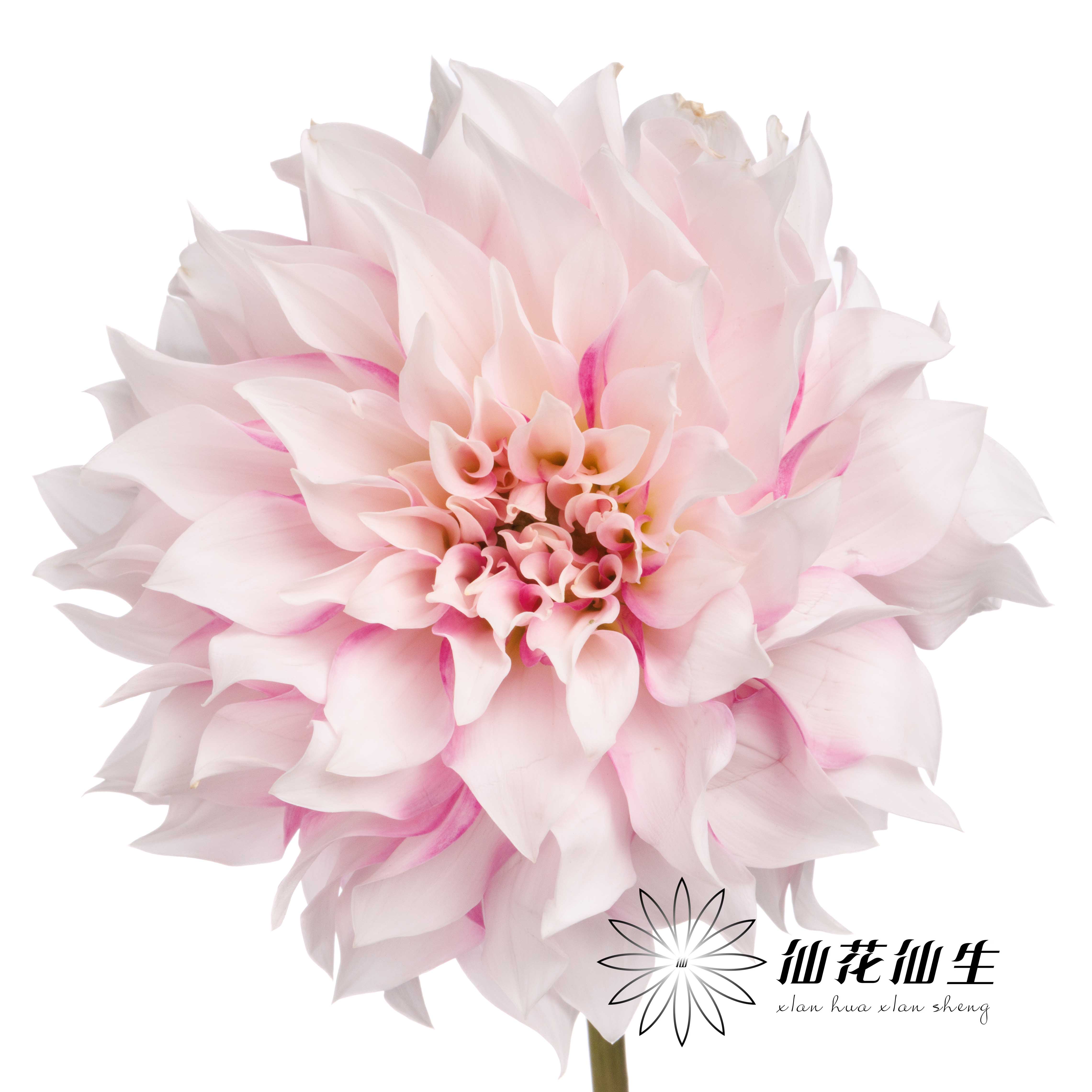 大丽花 | 陈奕君