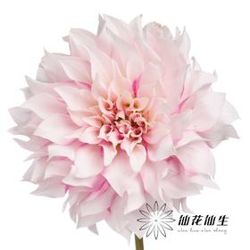 大丽花 | 陈奕君